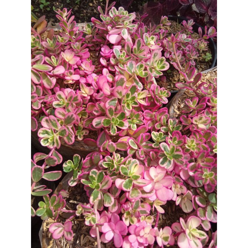 TANAMAN KROKOT VARIGATA PINK