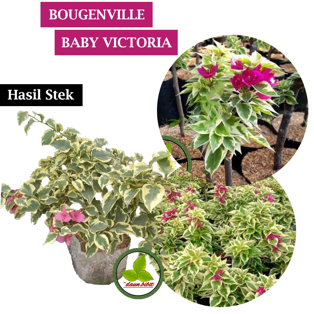 Bunga Bougenville Baby Victoria Hasil Cutting Stek
