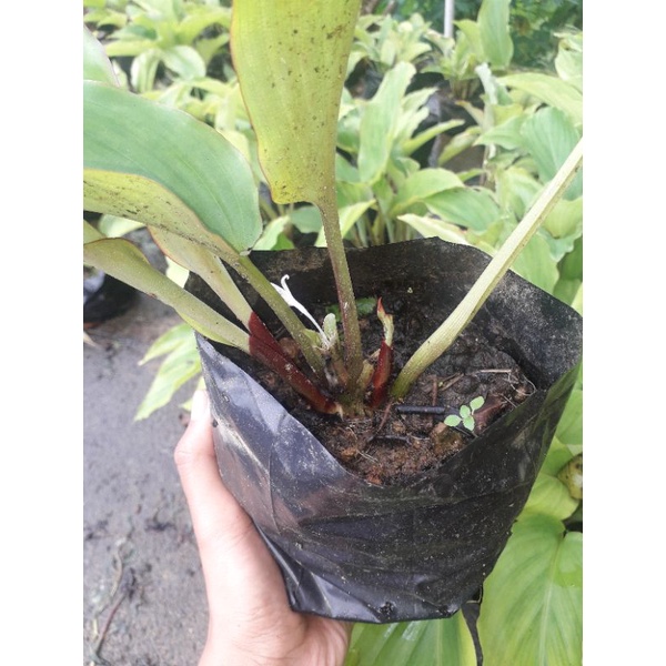 kunyit hitam asli