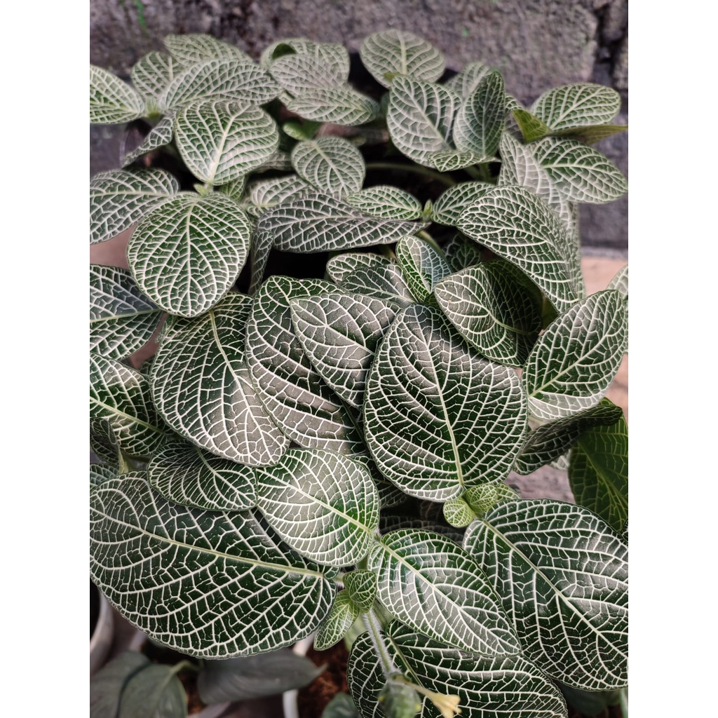 BUNGA GANTUNG FITTONIA MUTIARA PUTIH TANAMAN HIAS BUNGA FITTONIA DAUN BESAR