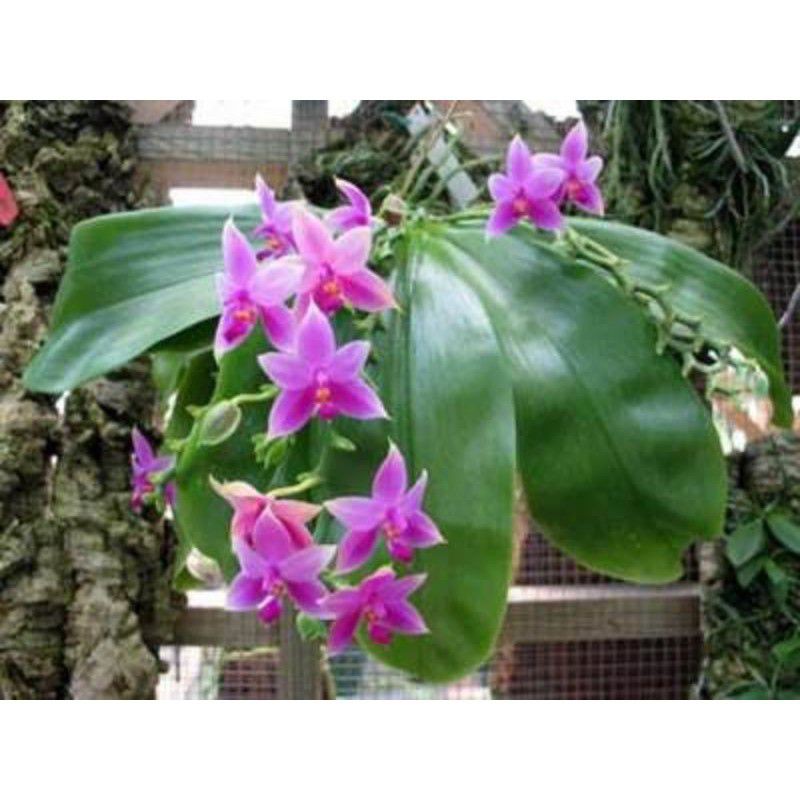 anggrek phalaenopsis violacea