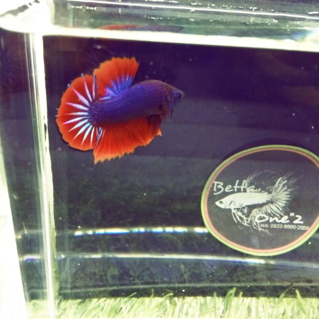 Cupang HMPK RED LEN KOI