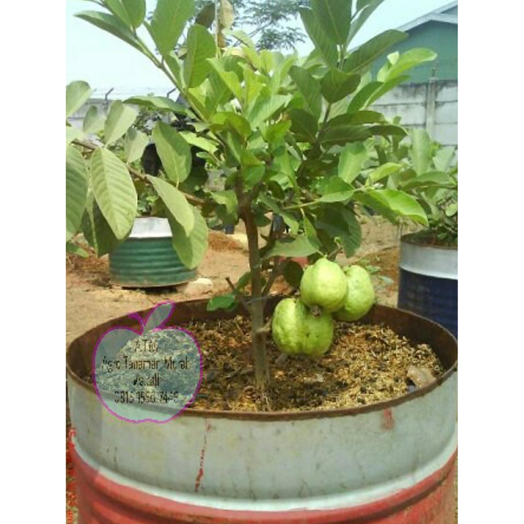 

Kekinian♨ Jambu Biji Sukun Merah