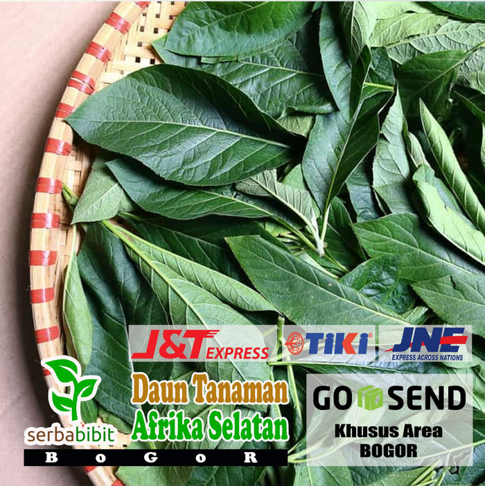 

Daun Afrika Selatan Segar - Obat Ramuan dan Bahan Herbal - 500 gram