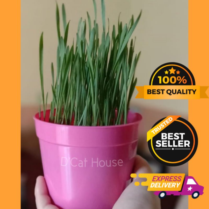 SIAP PANEN RUMPUT KUCING/ RUMPUT GANDUM / WHEATGRASS