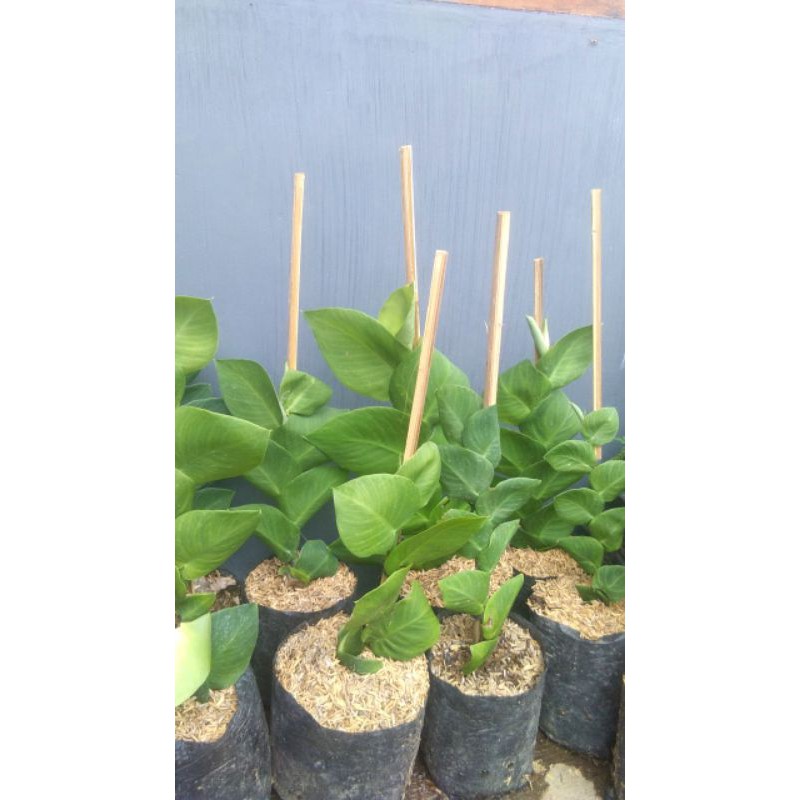 Tanaman Climbing Dollar / Dollar Rambat