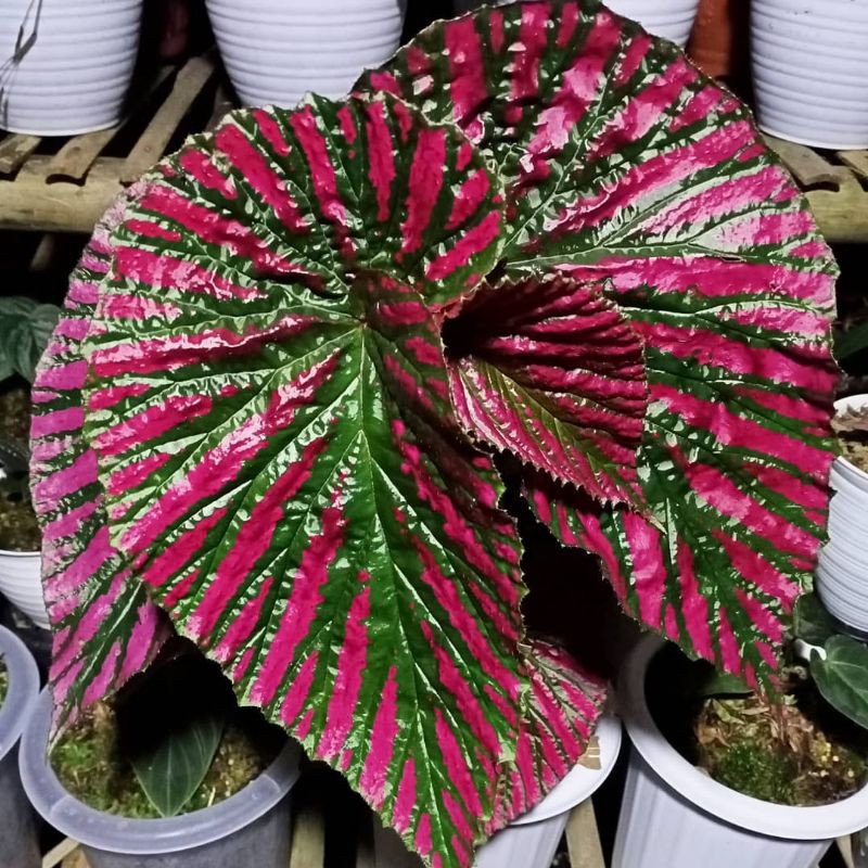 Tanaman Hias Begonia Rex Walet - Begonia Rex Walet-Tanaman Begonia