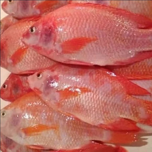 

Dijual Ikan Nila Merah Fish Fresh 500gr Berkualitas