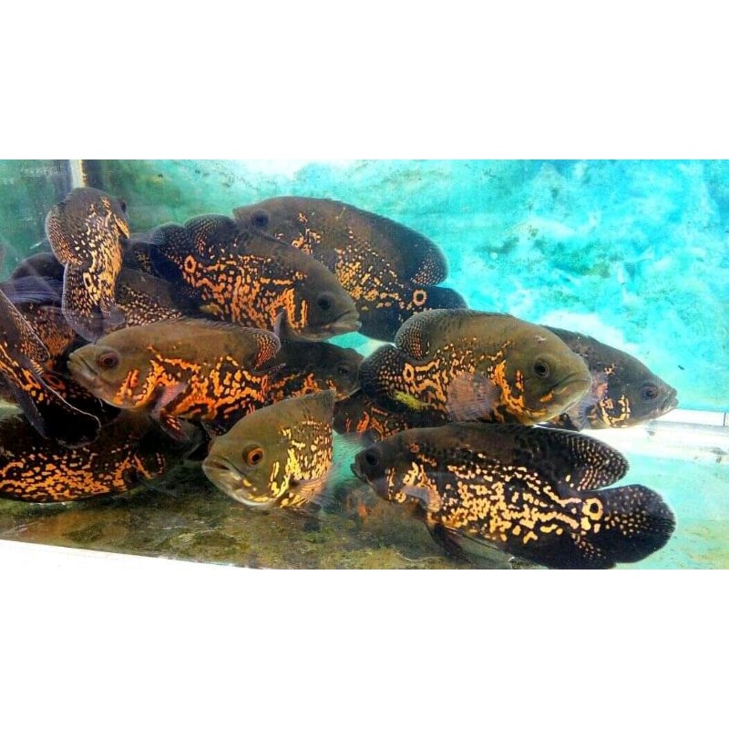 ikan Oscar batik baby Oscar tiger