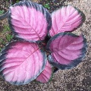 Tanaman Hias Calathea Pink Crimson Rimbun tanaman indor