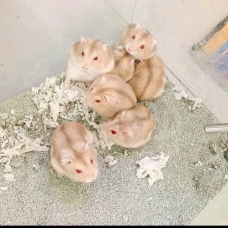 Hamster Winter White Blue Argente (FREE PACKING)