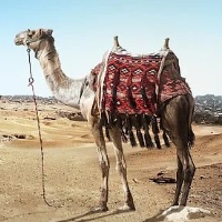 Ea Mt4 Camel Trader Pro 1.80