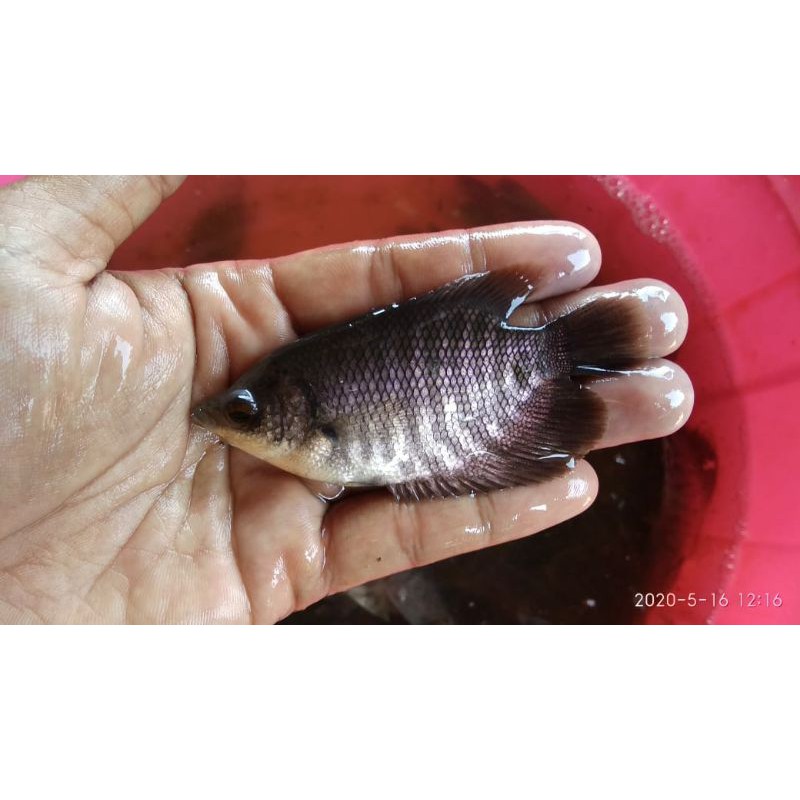 Bibit ikan gurame hitam Paket 10 ekor - gurame hitam ukuran korek kayu - bibit ikan gurame 2 jari - 