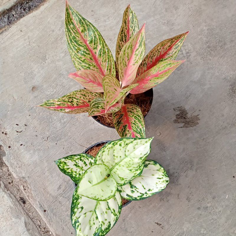 aglonema super white dan red legacy