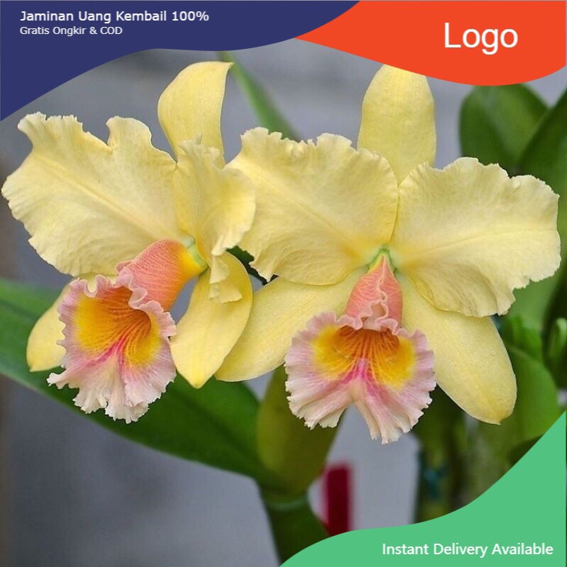 Jual Tanaman Anggrek Dendrobium Prince Orchid - Tanaman Hidup - Bunga ...