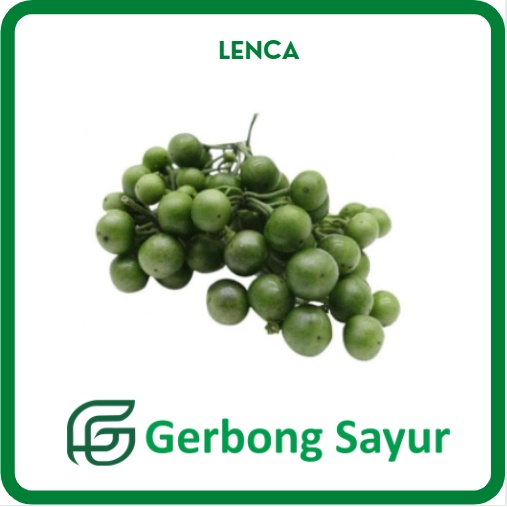 

Lenca Leunca Segar Per Bungkus