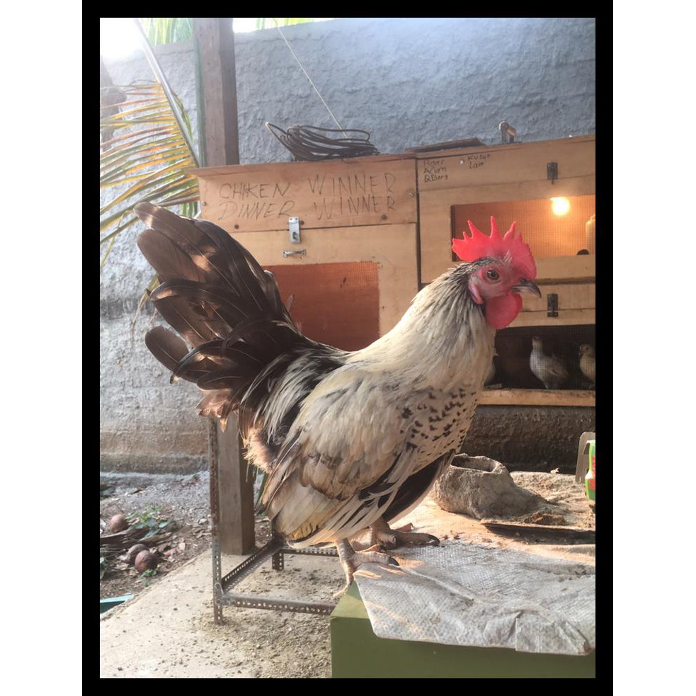Ayam Kate Ayam Katai Kode 1034 Shopee Indonesia