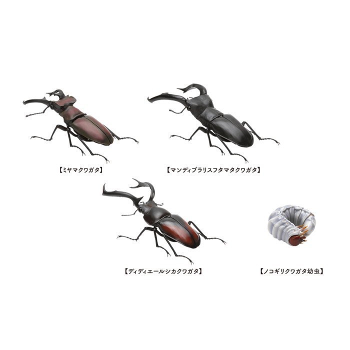 RANDOM Stag Beetle Kuwagata 2 Dangomushi Ikimono Daizukan Bandai Gacha