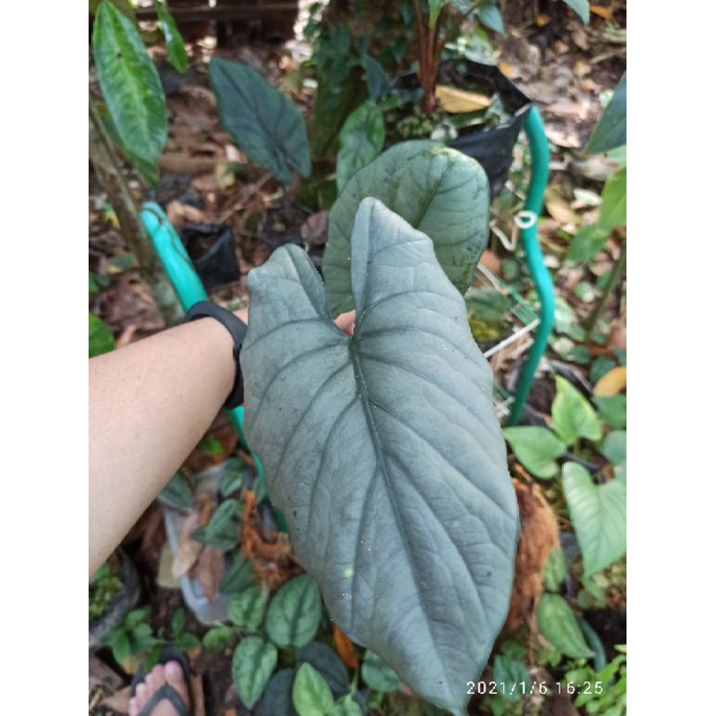 Alocasia Reginae Silver Queeen