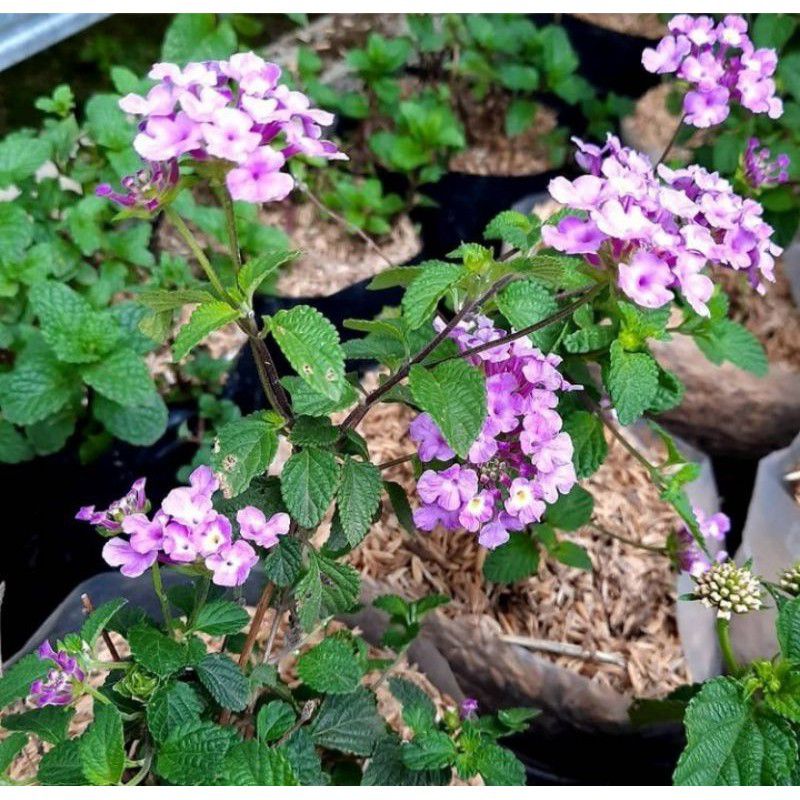 Pohon  Lantana Ungu Putih/Tanaman Hias Lantana