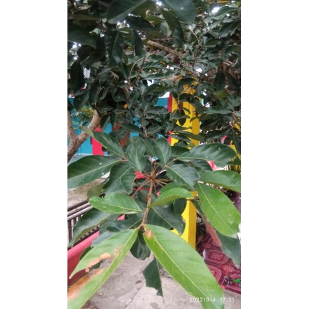 

Jual Daun Rambutan segar petik langsung Obat herbal tradisional Alami