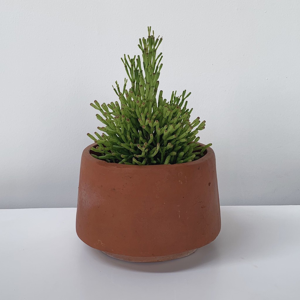 Tanaman Euphorbia Tirucalli