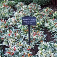 Benih Bibit Biji - Cabai Uchu Cream Variegata Ornamental Pepper Seeds