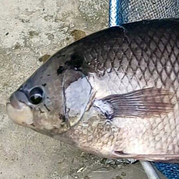 

Ikan Gurame 1,2kg - 1,4kg/ Ikan Gurame Segar Bersih