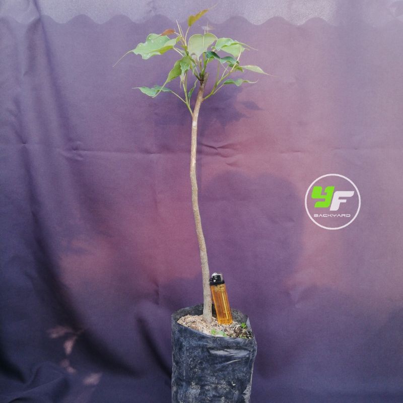 ORI.. Bodhi / ficus religiosa / bibit bodhi / bibit bonsai