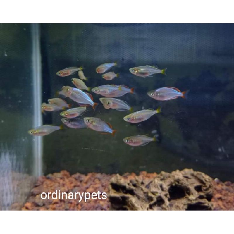 ikan hias rainbow peacock air tawar 3 cm - ikan hias aquascape akuarium