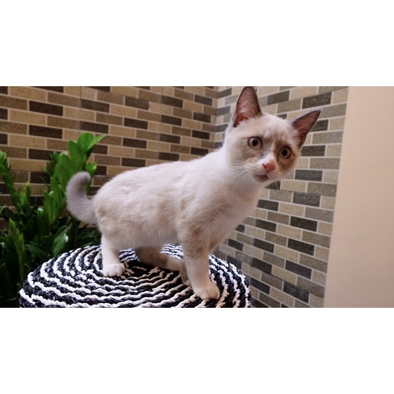Kucing Persia Himalaya Shorthair