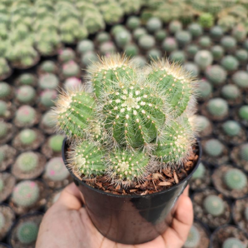 Notocactus Cluster Ownroot | D 10cm