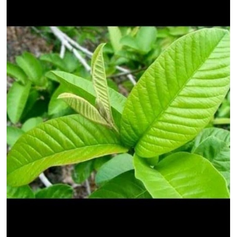 

daun jambu biji segar 100gr