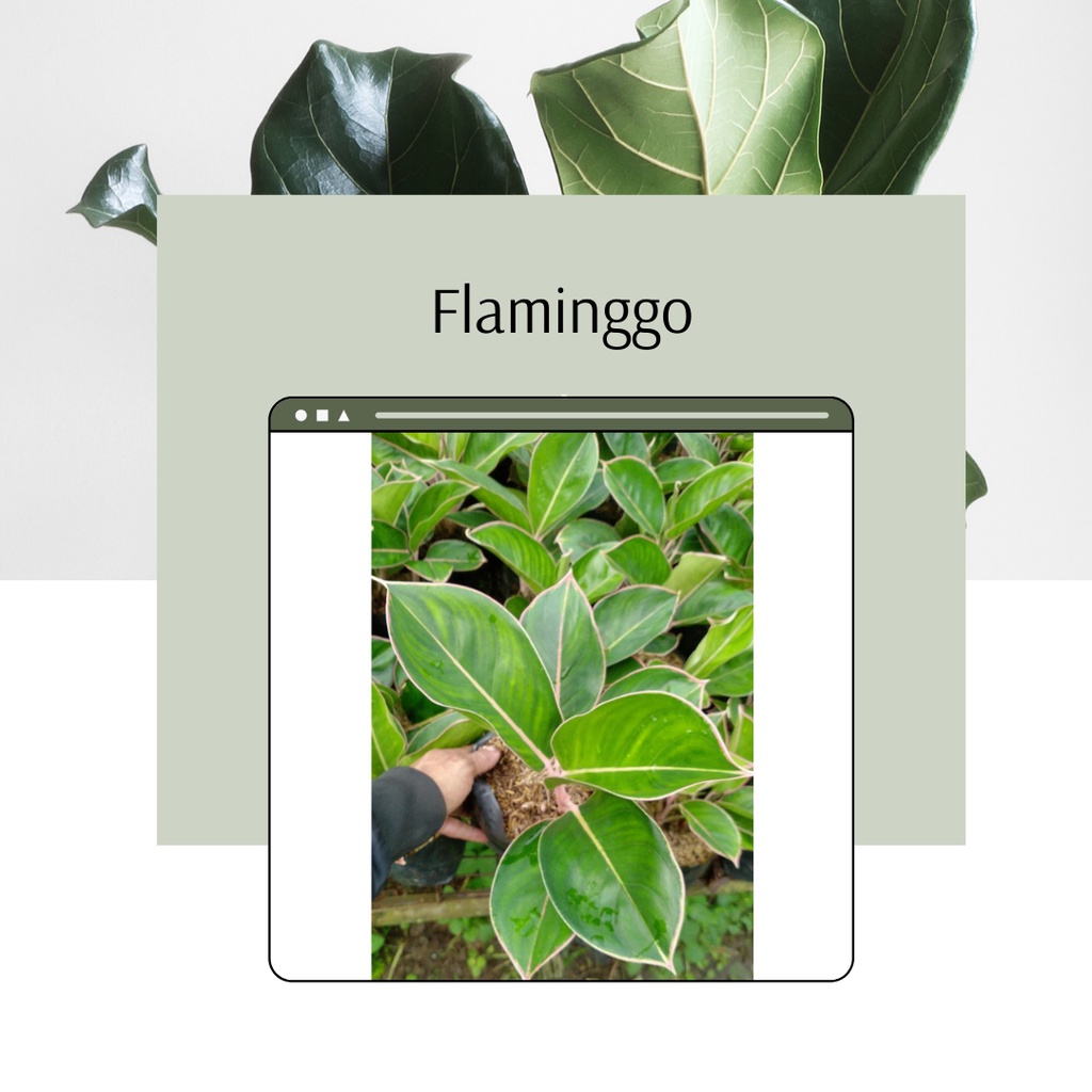 Tanaman Hias Aglonema Lipstik Flaminggo - Aglonema Flaminggo