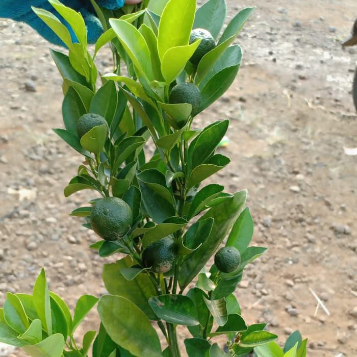 @# Bibit Pohon Jeruk Kip/Lemon Cina Sdh Berbuah Kecil2 Tinggi 50-60Cm K0Y