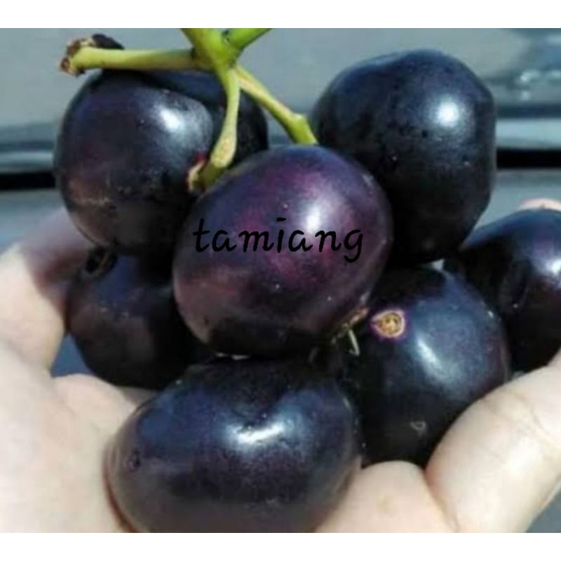 

buah kupa , buah gowok fresh 500 gram