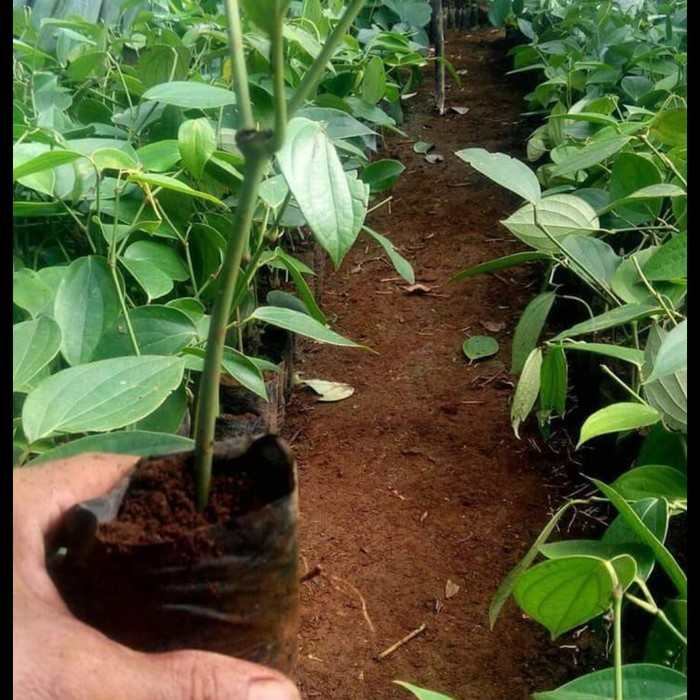 Bibit Buah Lada Merica Perdu Stek