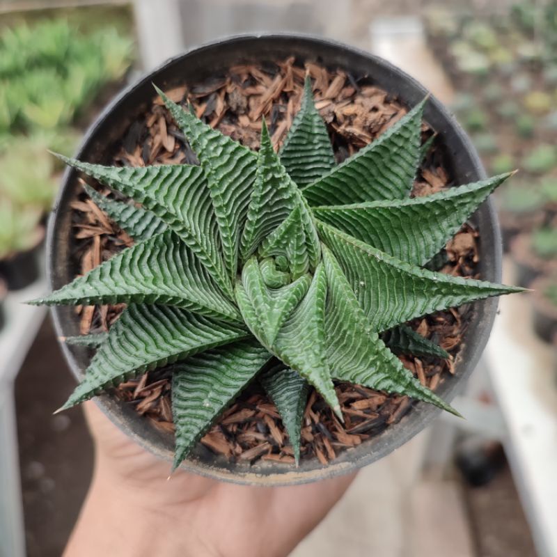 Haworthia Limifolia | D 10cm