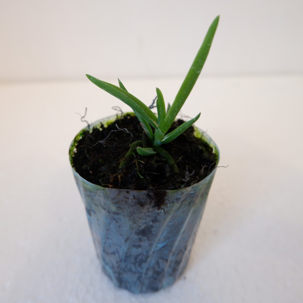 Anggrek Vanda Seedling - Tanaman Hias