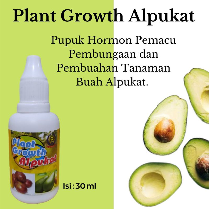 Pupuk Alpukat Agar Cepat Berbuah, Perangsang Buah Alpukat Supaya Cepat Berbuah