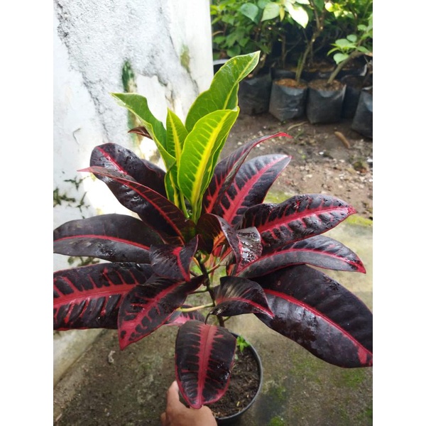 tanaman hias bunga puring koleksi langka berkualitas puring arimbi merah