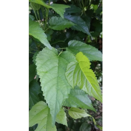 

Daun Murbei / Dried leaves / Daun herbal Murbei