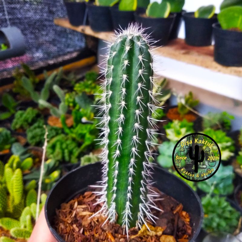 KAKTUS SKULEN - kaktus apollo