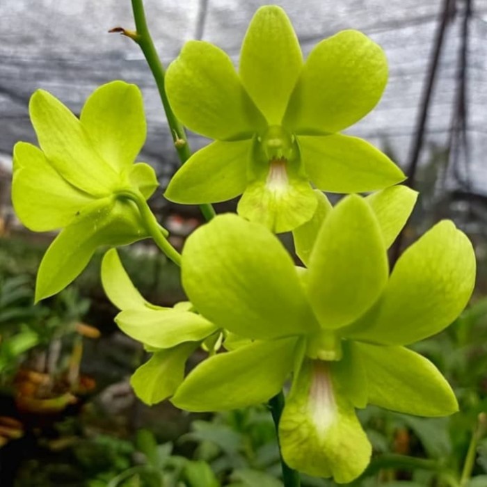 Pohon Anggrek Dendrobium Malaysia Green Dewasa Sudah Spike sudah berbunga