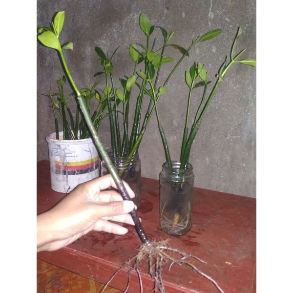BIBIT POHON BAKAU SUDAH BERAKAR
