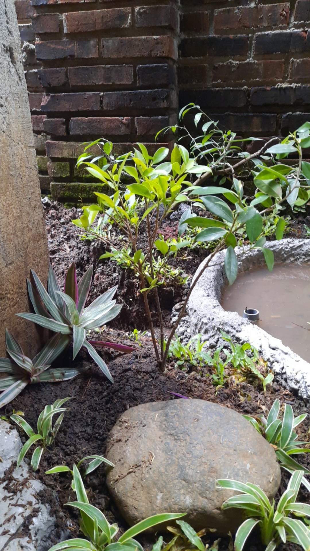 Bibit Beringin Kimeng Bahan Bonsai