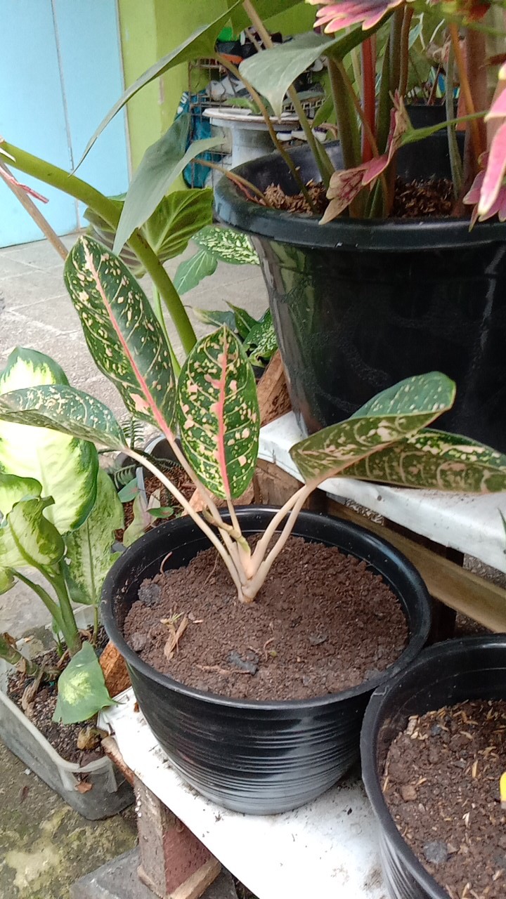 Tanaman Hias Aglonema Donacarmen