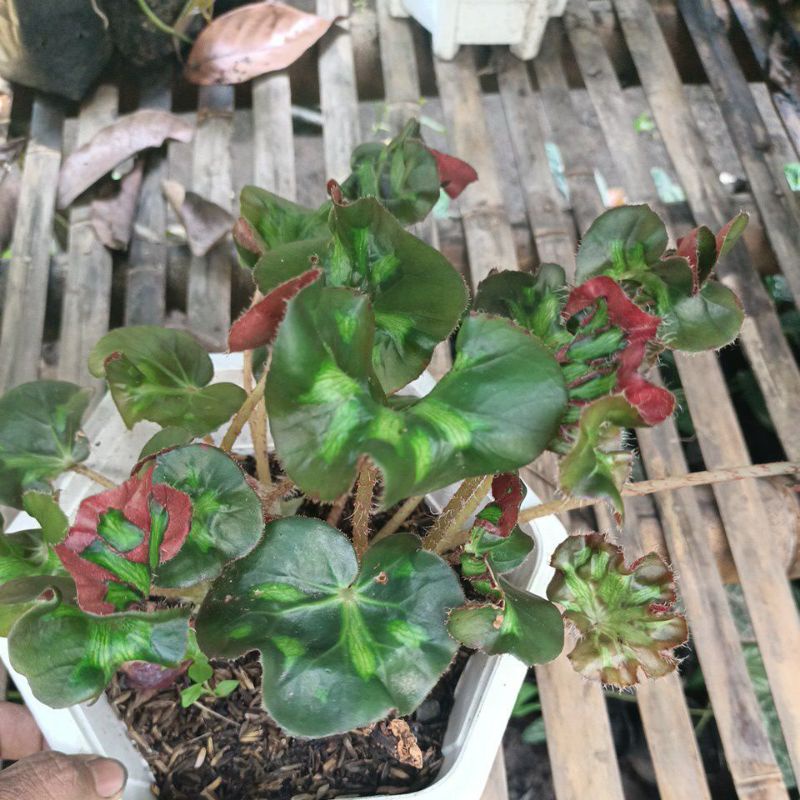 Begonia KUPING