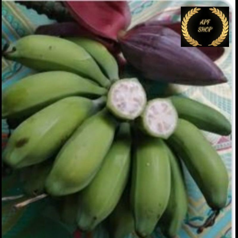 

Pisang Batu atau Pisang Klutuk Muda (Mentah)