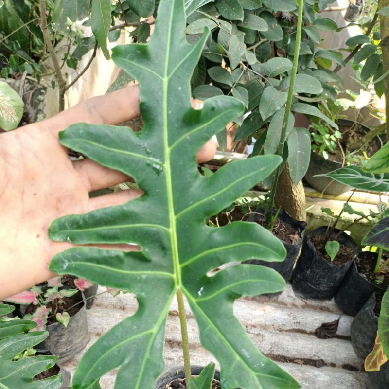 ALOCASIA PORTEEI